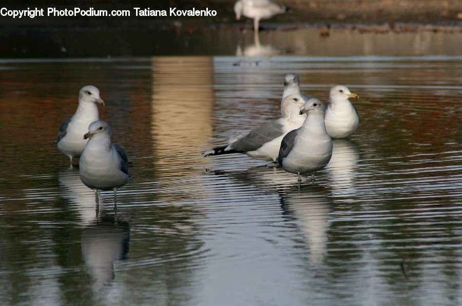 Bird, Seagull, Goose, Waterfowl, Duck, Teal, Dove