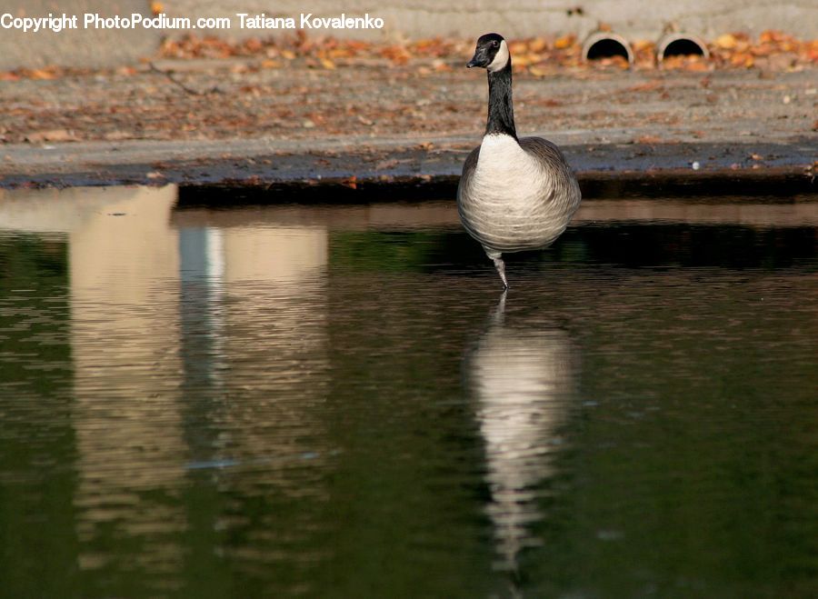 Bird, Goose, Waterfowl, Crane Bird, Heron
