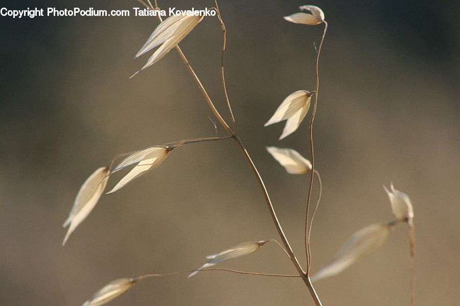 Field, Grass, Grassland, Plant, Reed, Ardeidae, Bird