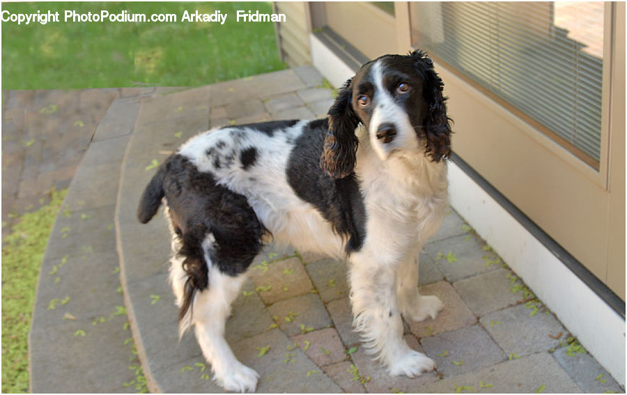 Animal, Canine, Collie, Dog, Mammal, Pet, Cocker Spaniel
