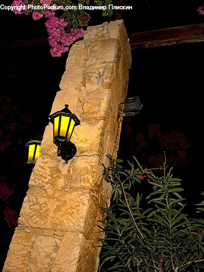 Plant, Potted Plant, Architecture, Bell Tower, Clock Tower, Tower, Conifer