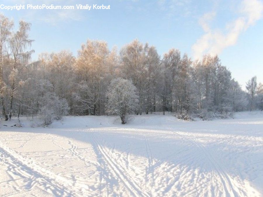 Ice, Outdoors, Snow, Forest, Vegetation, Plant, Tree