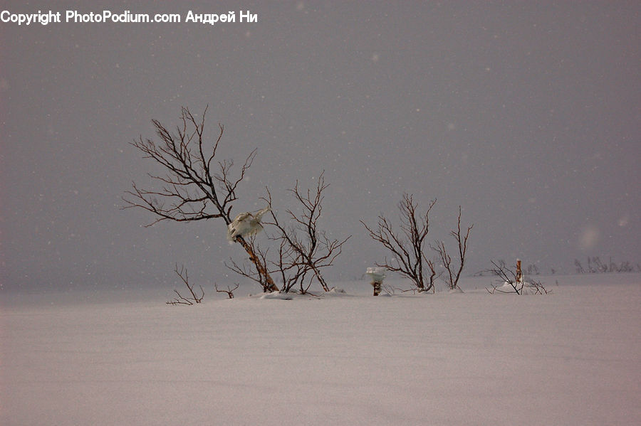 Blizzard, Outdoors, Snow, Weather, Winter, Plant, Vegetation