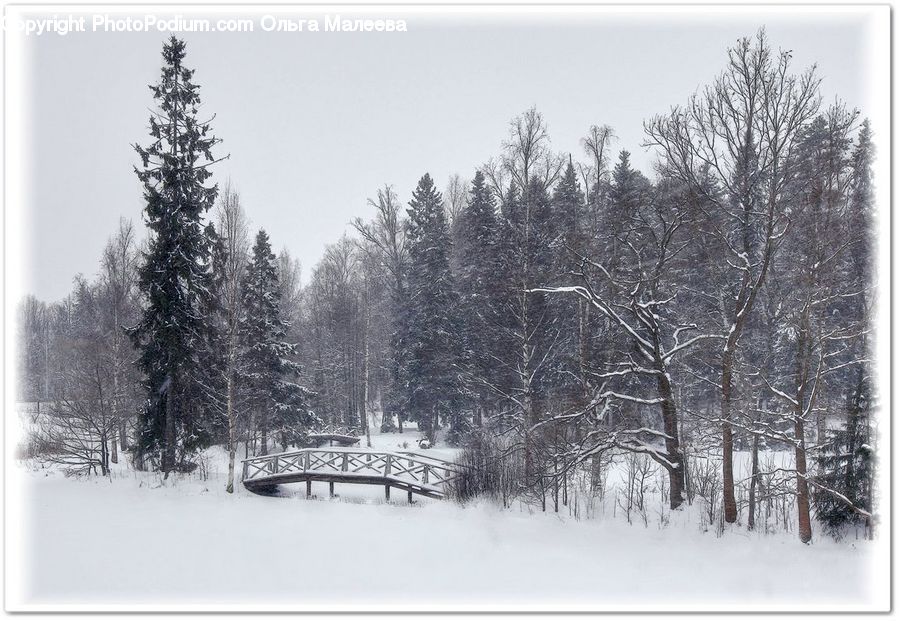 Forest, Vegetation, Ice, Outdoors, Snow, Plant, Tree