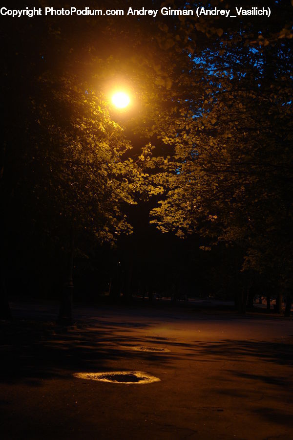 Plant, Tree, Night, Outdoors, Forest, Vegetation, Blossom