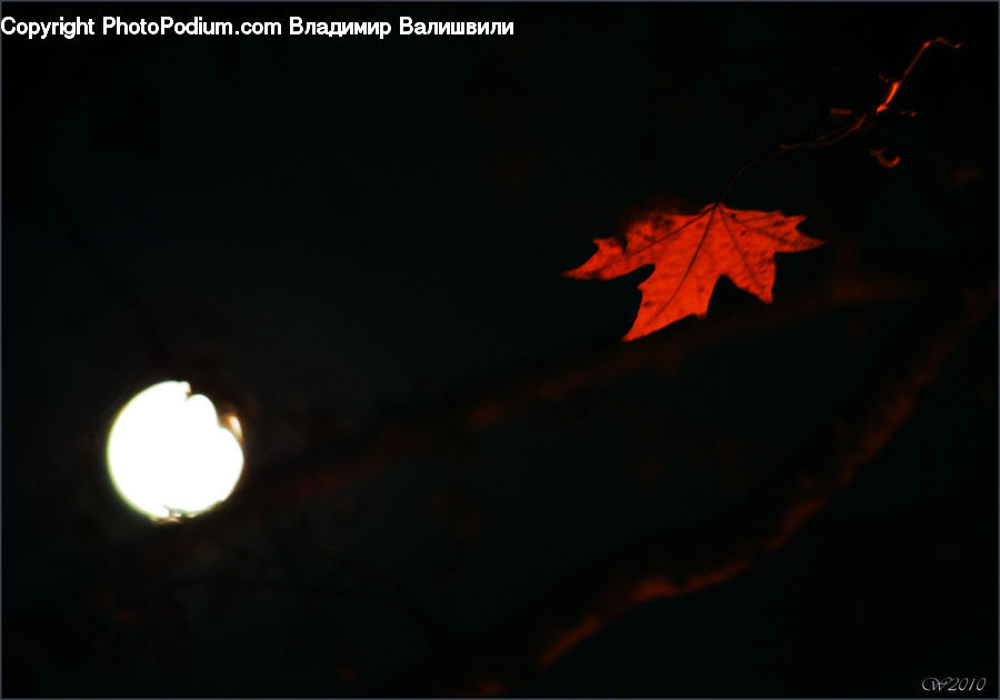 Maple, Maple Leaf, Plant, Eruption, Volcano, Tree, Wood