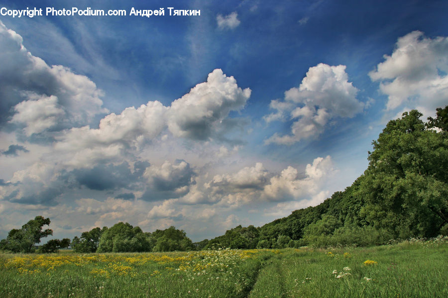 Cloud, Cumulus, Sky, Field, Grass, Grassland, Meadow