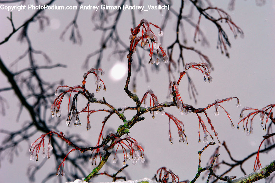 Frost, Ice, Outdoors, Snow, Blossom, Flora, Flower