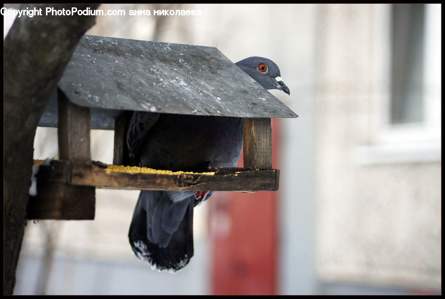 Bird Feeder, Hearth