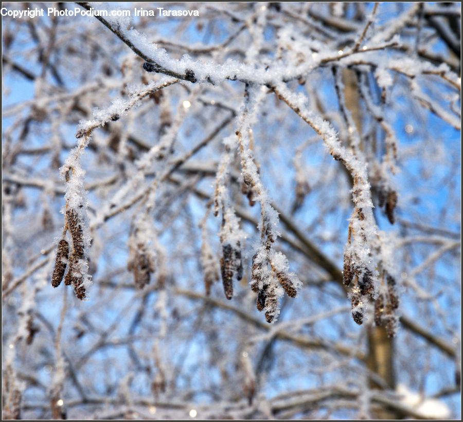 Frost, Ice, Outdoors, Snow, Birch, Tree, Wood