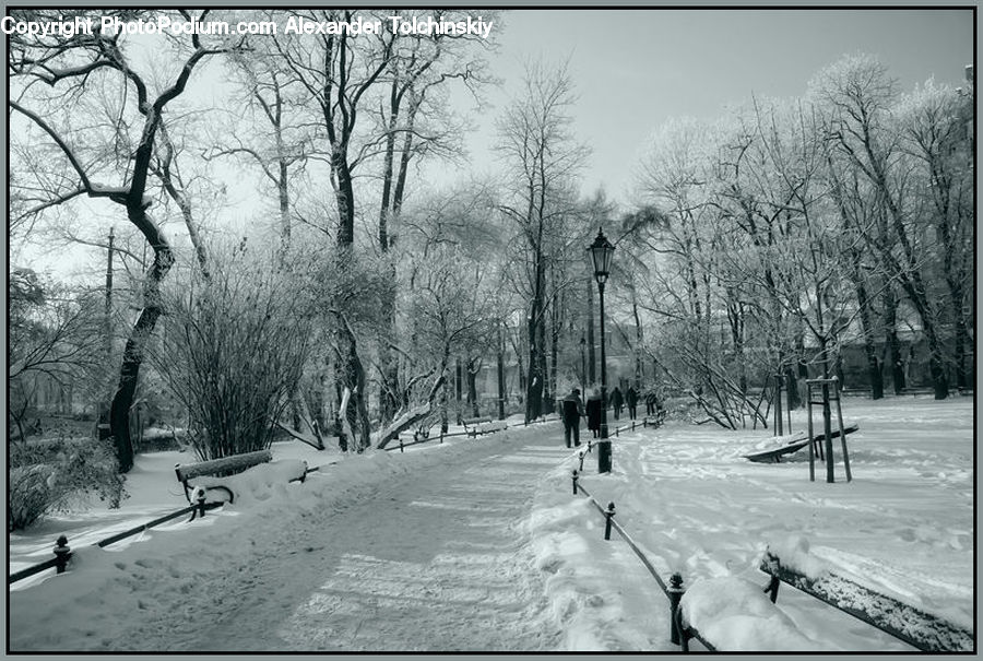 Ice, Outdoors, Snow, Plant, Tree, Path, Trail