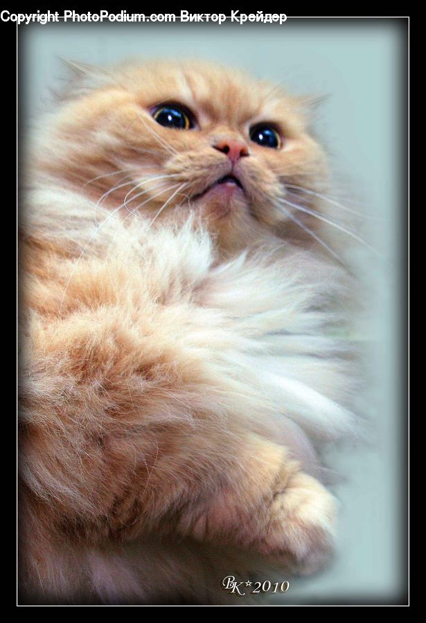 Animal, Cat, Kitten, Mammal, Pet, Manx, Head