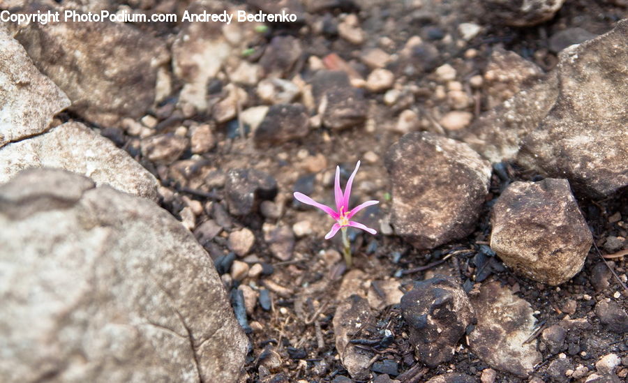 Blossom, Flora, Flower, Plant, Crocus, Soil, Dung Beetle