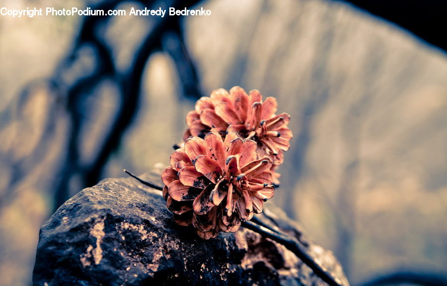 Blossom, Flora, Flower, Plant, Geranium, Conifer, Fir