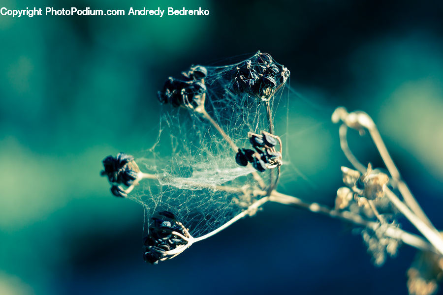 Water, Arachnid, Garden Spider, Insect, Invertebrate, Spider, Blossom