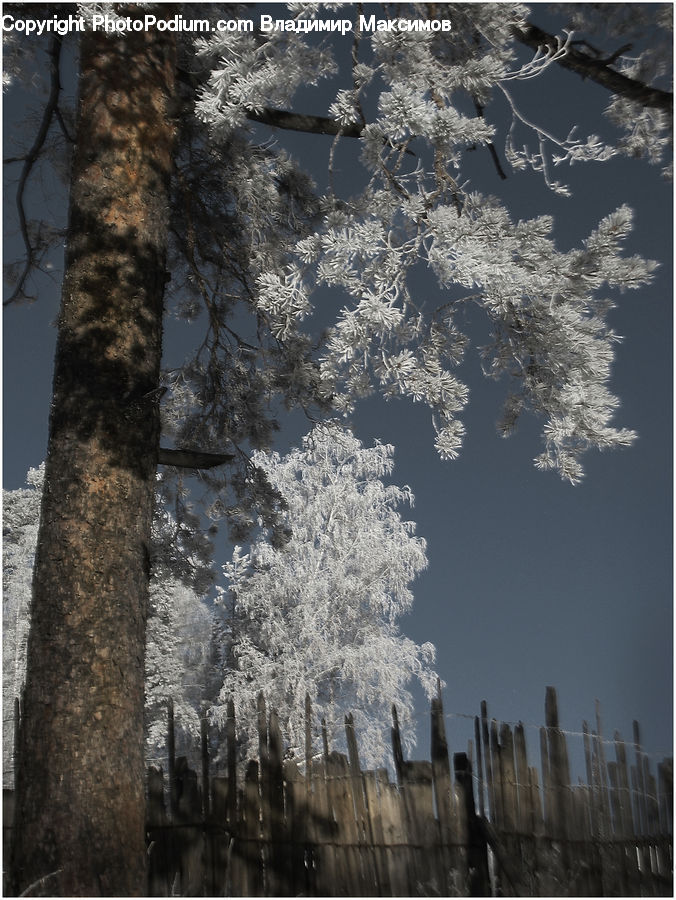 Blossom, Cherry Blossom, Flower, Flora, Plant, Birch, Tree