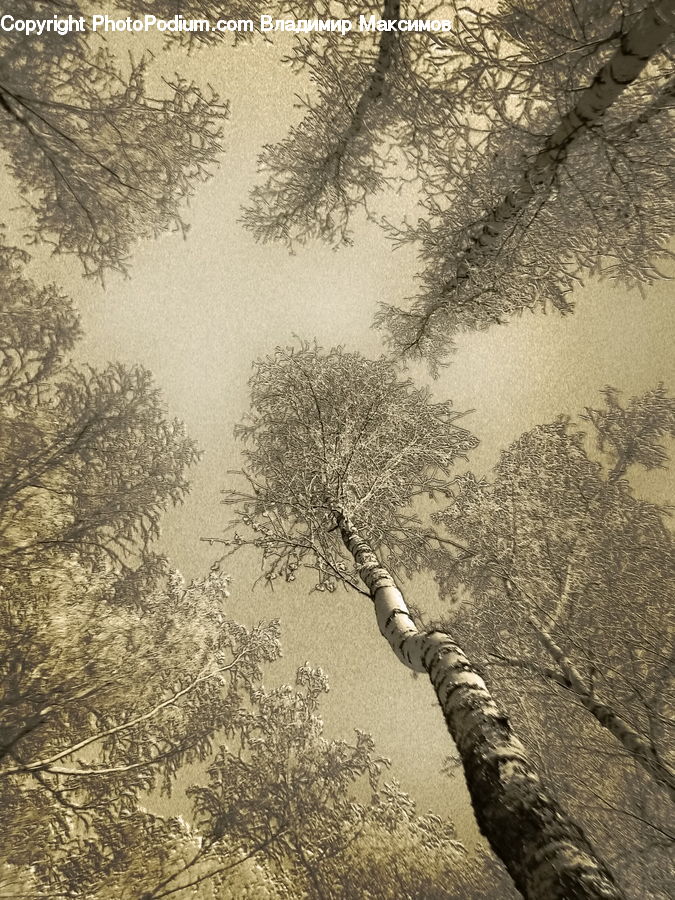 Birch, Tree, Wood, Plant, Forest, Vegetation, Grove