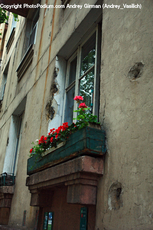 Plant, Potted Plant, Balcony, Blossom, Flora, Flower, Geranium