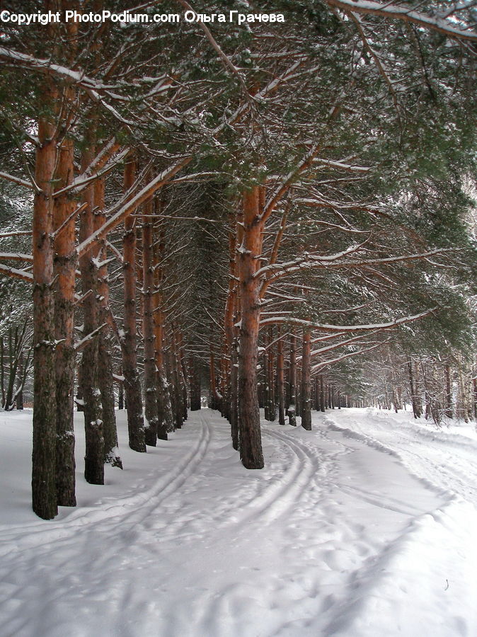 Ice, Outdoors, Snow, Forest, Vegetation, Birch, Tree