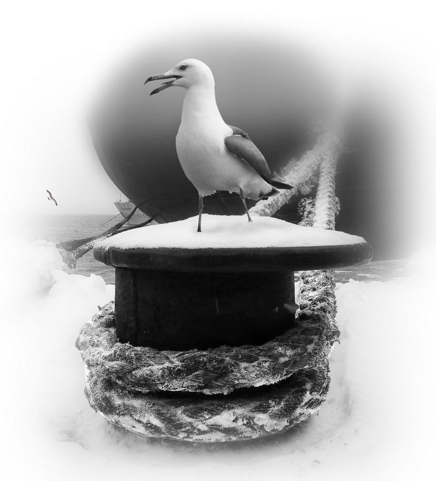 Bird, Seagull