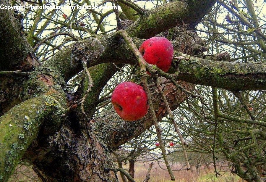 Fruit, Pomegranate, Conifer, Fir, Pine, Plant, Spruce