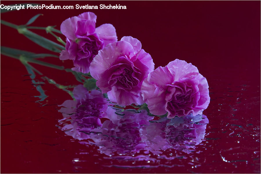 Blossom, Carnation, Flower, Plant, Flora, Geranium, Lilac