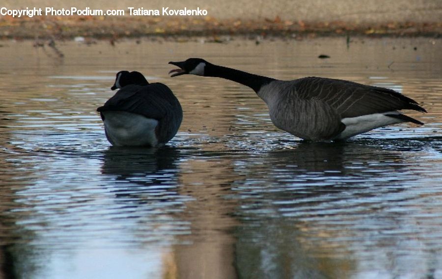 Bird, Goose, Waterfowl, Penguin, Duck, Teal, Swan