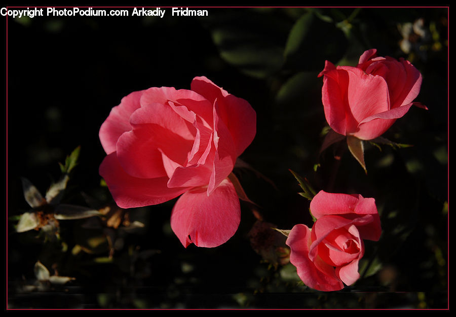 Blossom, Flower, Plant, Rose, Flora, Geranium, People