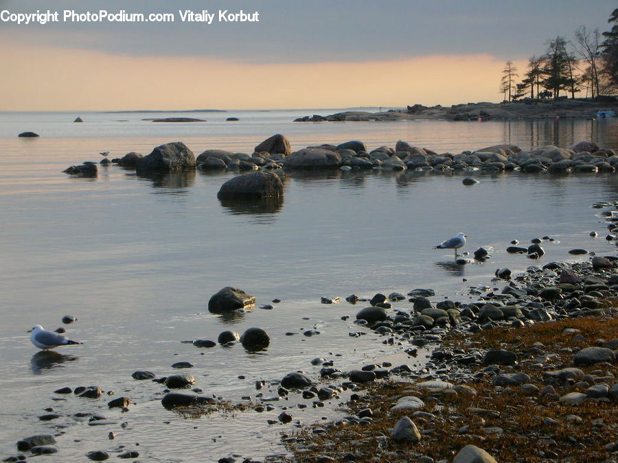 Pebble, Beach, Coast, Outdoors, Sea, Water, Rock