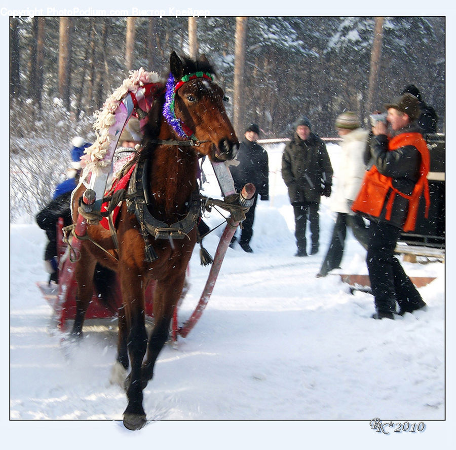 People, Person, Human, Buggy, Carriage, Horse Cart, Wagon