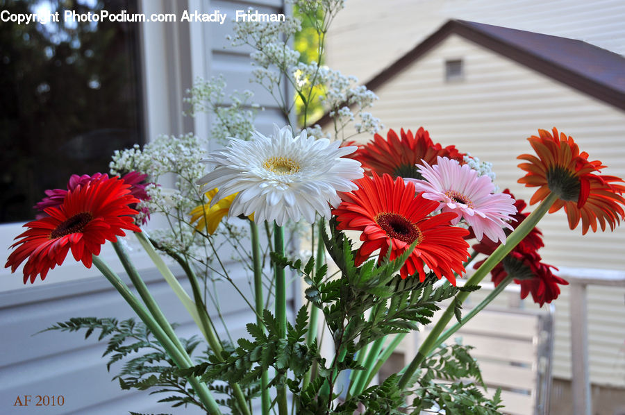 Daisies, Daisy, Flower, Plant, Flower Arrangement, Flower Bouquet, Blossom