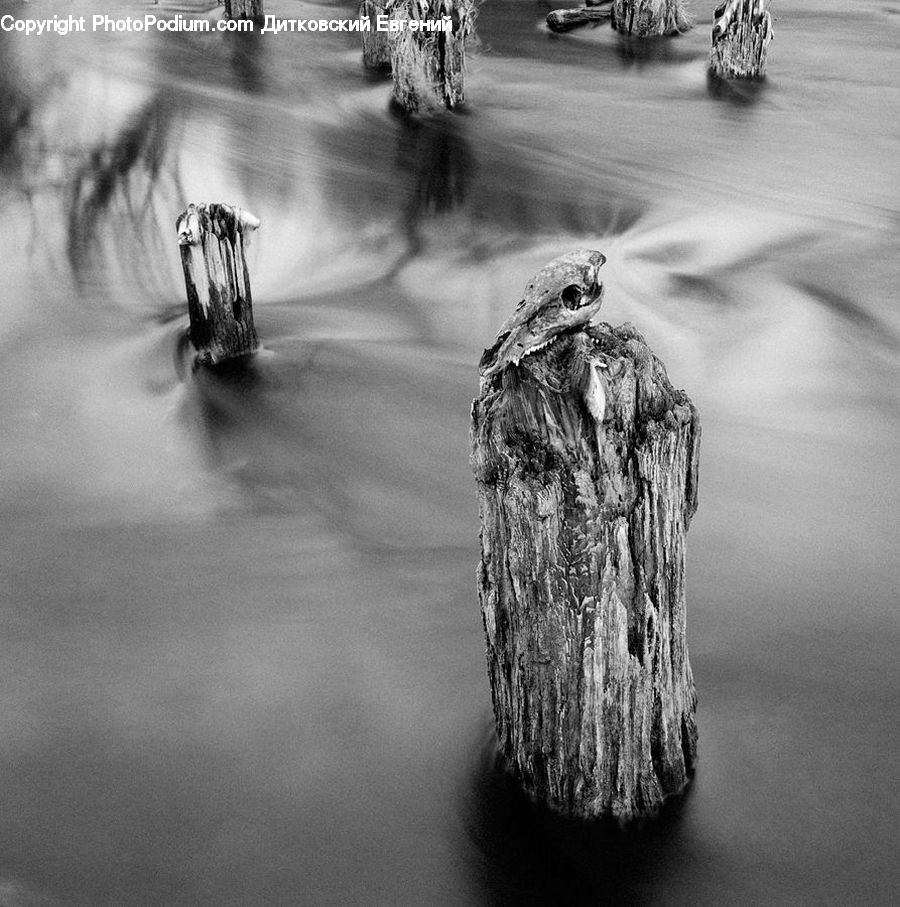 Tree Stump, Water