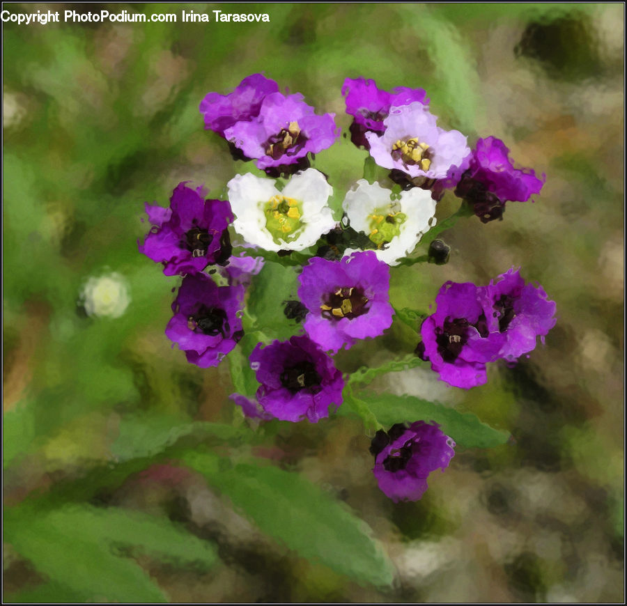 Blossom, Flora, Flower, Geranium, Plant, Anemone, Asteraceae