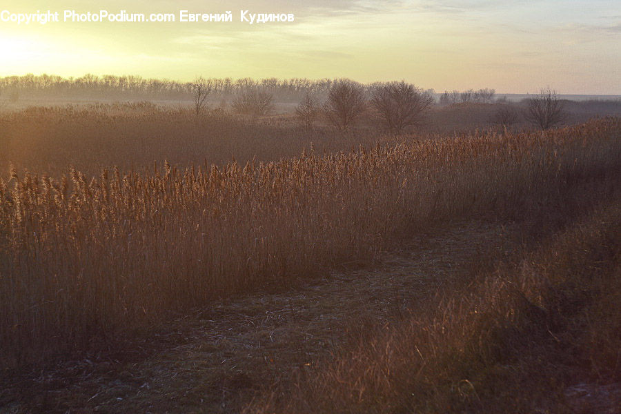Field, Grass, Grassland, Plant, Land, Outdoors, Dawn