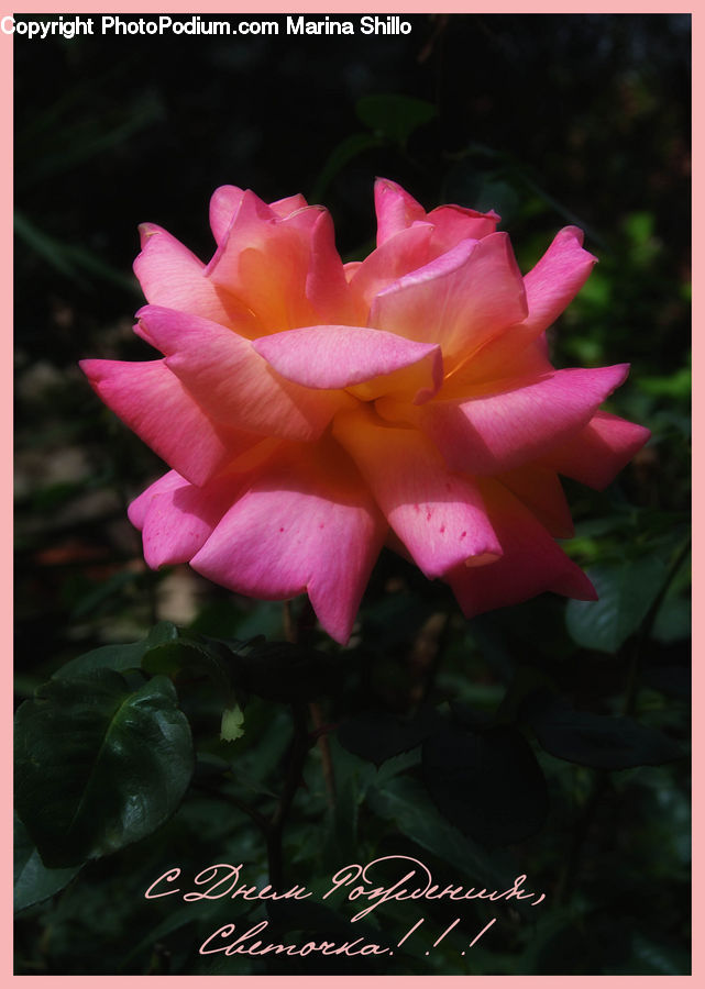 Blossom, Flora, Flower, Plant, Gladiolus, Potted Plant, Petal
