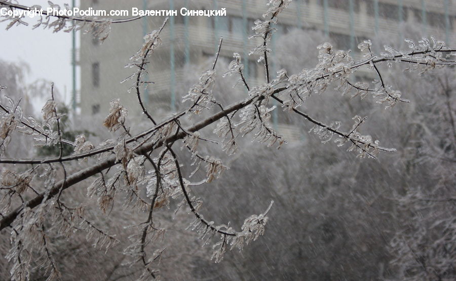 Frost, Ice, Outdoors, Snow, Conifer, Fir, Plant