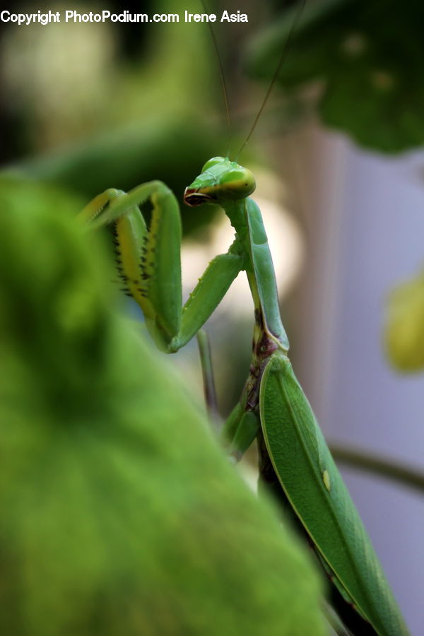 Insect, Invertebrate, Mantis, Cricket Insect, Grasshopper, Blossom, Flora