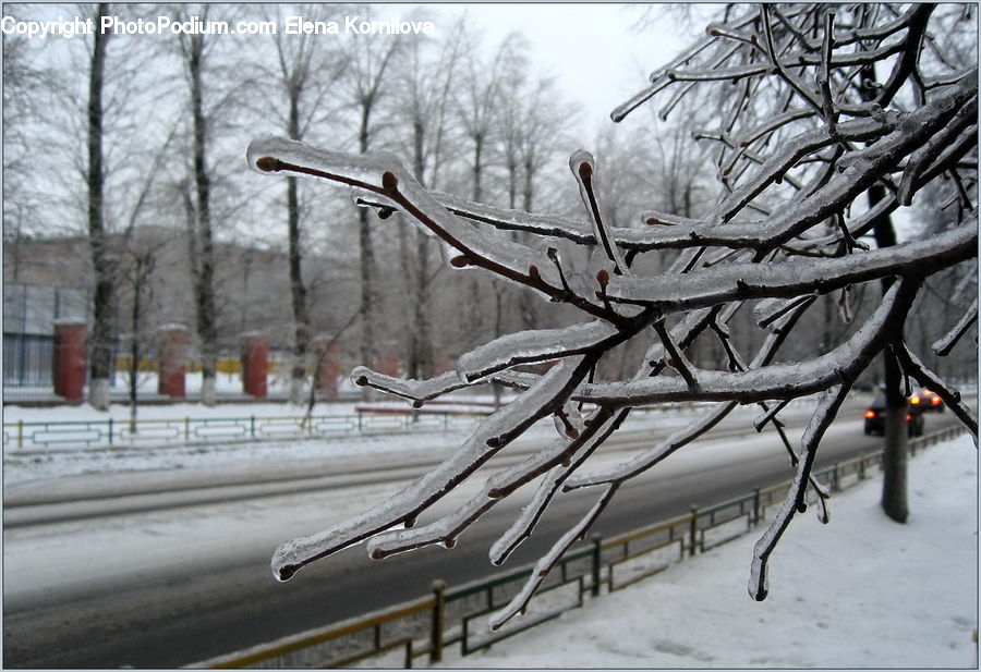 Ice, Outdoors, Snow, Plant, Tree, Landscape, Nature