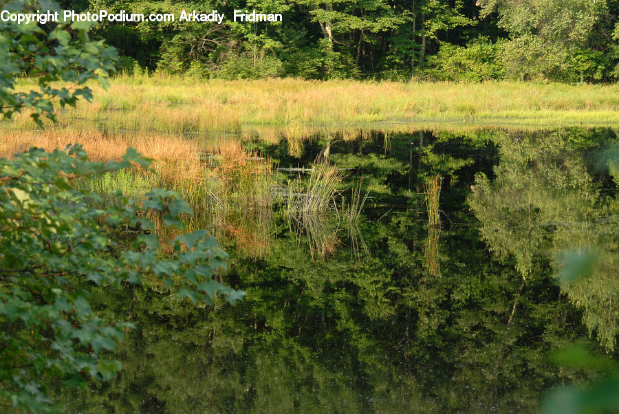 Plant, Vegetation, Bush, Land, Marsh, Pond, Swamp