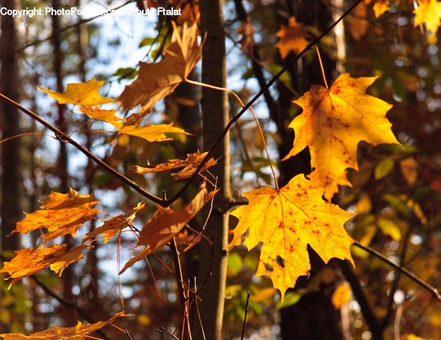 Maple, Maple Leaf, Plant, Veins, Birch, Tree, Wood