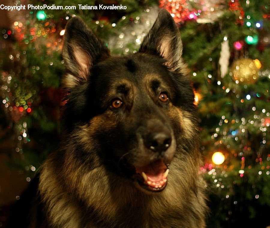 Animal, Canine, Dog, German Shepherd, Mammal, Pet, Collie