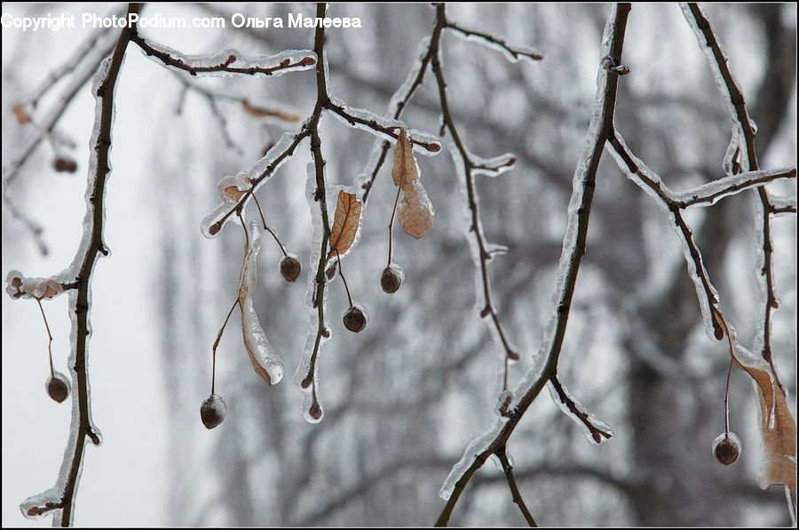 Ice, Outdoors, Snow, Blossom, Flora, Flower, Plant