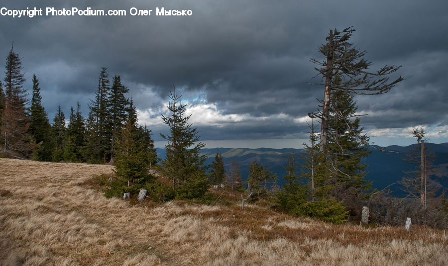 Conifer, Fir, Plant, Tree, Pine, Spruce, Wood
