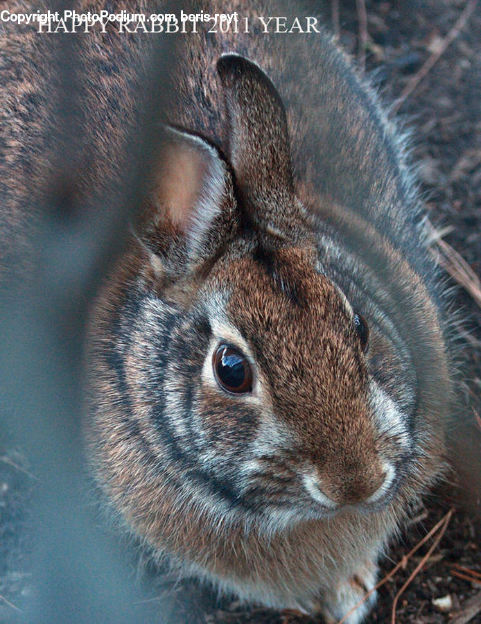 Animal, Bunny, Hare, Mammal, Rabbit, Rodent