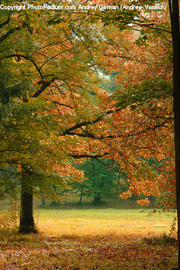 Maple, Tree, Wood, Forest, Grove, Land, Plant