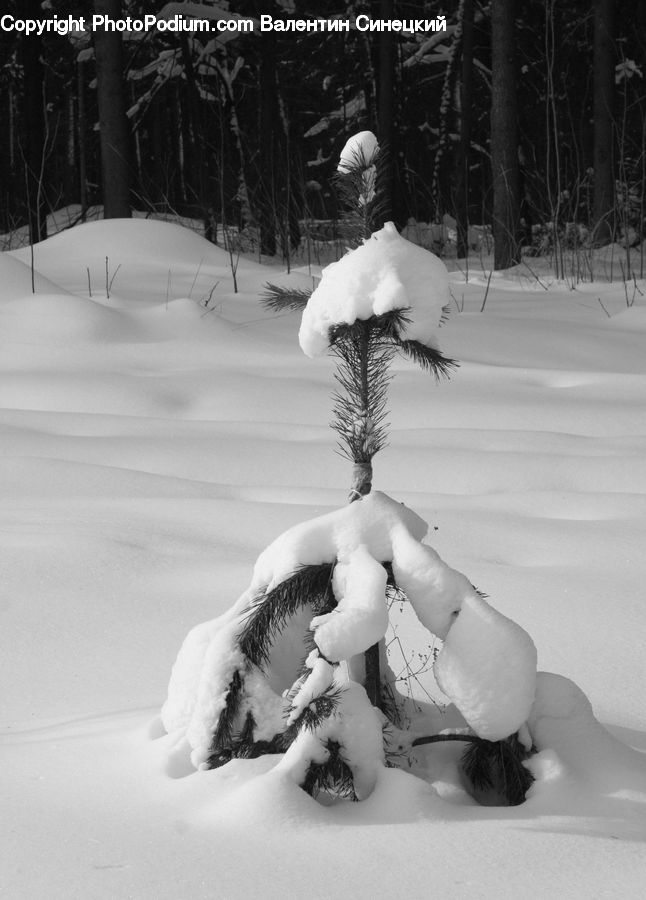 People, Person, Human, Ice, Outdoors, Snow, Snowman