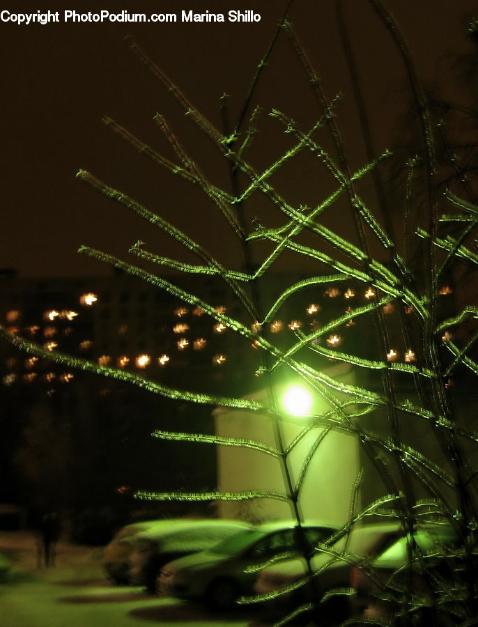Conifer, Fir, Plant, Tree, Arecaceae, Palm Tree, Lighting