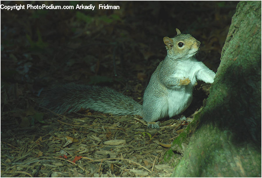 Animal, Mammal, Rodent, Squirrel, Plant, Vegetation