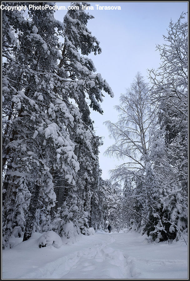 Conifer, Fir, Spruce, Wood, Plant, Tree, Ice