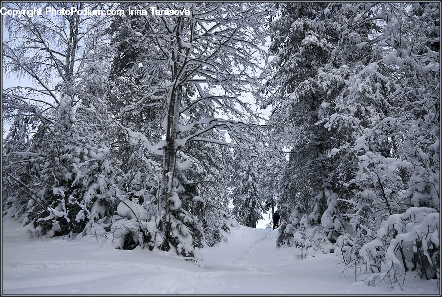 Ice, Outdoors, Snow, Landscape, Nature, Scenery, Forest
